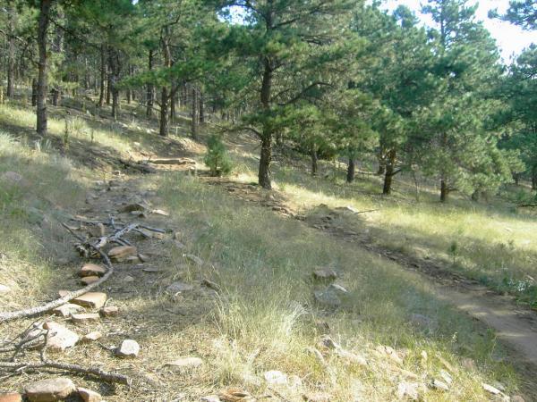 A winding dirt path through a forest, flanked by tall pine trees and patches of grass. The ground is uneven with stones and fallen branches scattered along the trail. Sunlight filters through the tree canopy, creating a dappled effect on the forest floor. Heil Valley Ranch mountain bike trail.