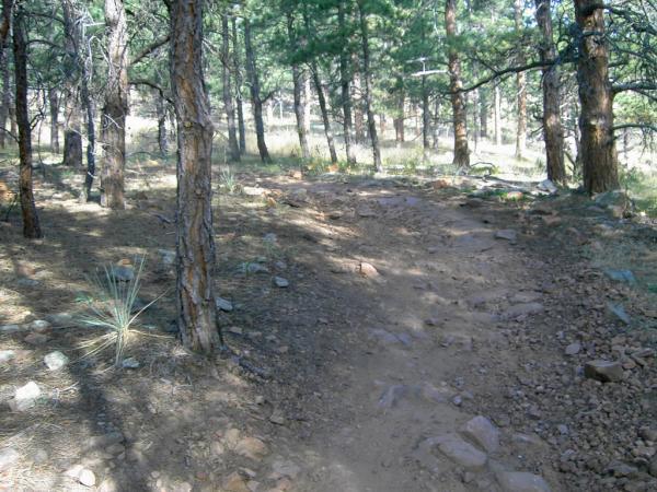 A dirt path winding through a forest of tall pine trees, with scattered rocks and patches of grass on the ground. Sunlight filters through the foliage, creating a dappled light effect on the trail. Heil Valley Ranch mountain bike trail.