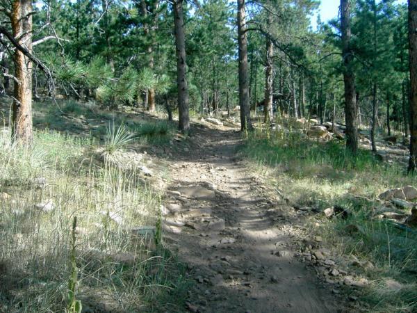 A narrow dirt path winding through a wooded area with tall pine trees and patches of grass and rocks along the sides. The sunlight filters through the foliage, creating a tranquil atmosphere. Heil Valley Ranch mountain bike trail.