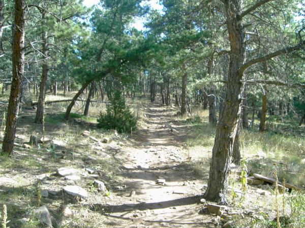 A dirt path winding through a forest of pine trees, surrounded by rocky ground and patches of grass. The sunlight filters through the branches, illuminating the serene and natural landscape. Heil Valley Ranch mountain bike trail.
