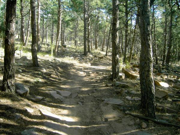 A winding dirt path through a sunlit forest, bordered by tall pine trees and scattered rocks. The scene features dappled sunlight filtering through the foliage, creating a serene and natural atmosphere. Heil Valley Ranch mountain bike trail.