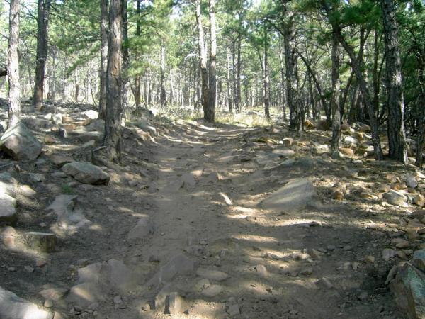 A dirt pathway winding through a forest, surrounded by tall trees and scattered rocks, with dappled sunlight filtering through the foliage. Heil Valley Ranch mountain bike trail.