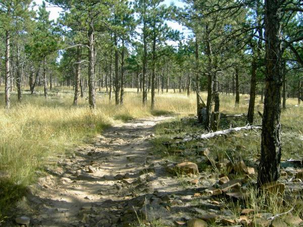 A winding dirt path surrounded by tall pine trees and sparse grass in a wooded area, illustrating a tranquil outdoor setting. Heil Valley Ranch mountain bike trail.
