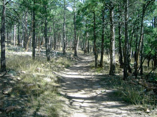 A narrow dirt trail winding through a dense forest of tall pine trees, with patches of grass and scattered rocks along the path. The sunlight filters through the branches, creating a dappled effect on the trail. Heil Valley Ranch mountain bike trail.