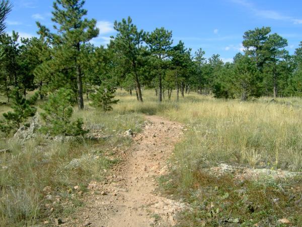 A dirt path winding through a grassy landscape dotted with young pine trees under a blue sky with a few clouds. Heil Valley Ranch mountain bike trail.
