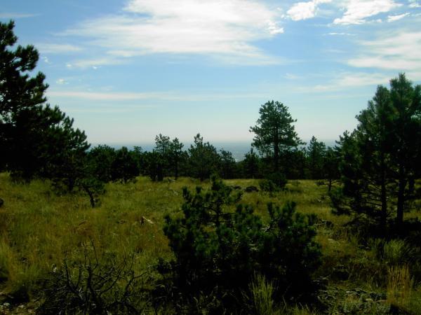 A scenic landscape featuring lush green grass and scattered pine trees under a bright blue sky with wispy clouds. The view stretches out to the horizon, capturing a peaceful natural setting. Heil Valley Ranch mountain bike trail.