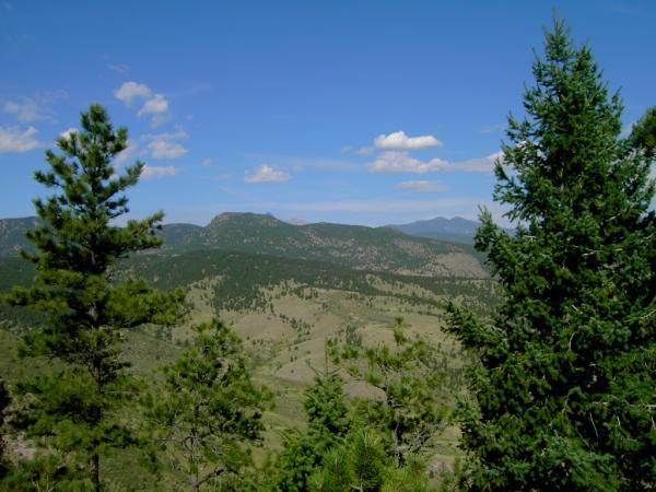 A scenic view of rolling hills and mountains under a clear blue sky, framed by tall green pine trees in the foreground. Heil Valley Ranch mountain bike trail.