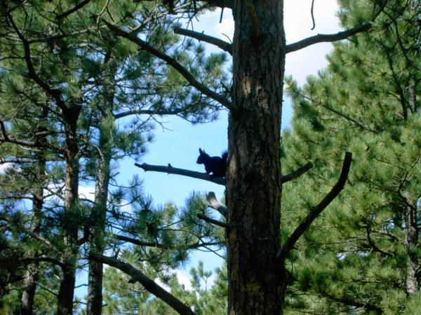 A black squirrel perched on a branch high in a pine tree, surrounded by green foliage and a clear blue sky. Heil Valley Ranch mountain bike trail.