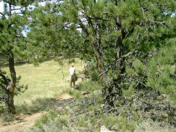 Two people walking along a grassy path in a wooded area, framed by pine trees. The scene captures a peaceful natural setting with a bright sky and a soft focus on the foreground branches. Heil Valley Ranch mountain bike trail.