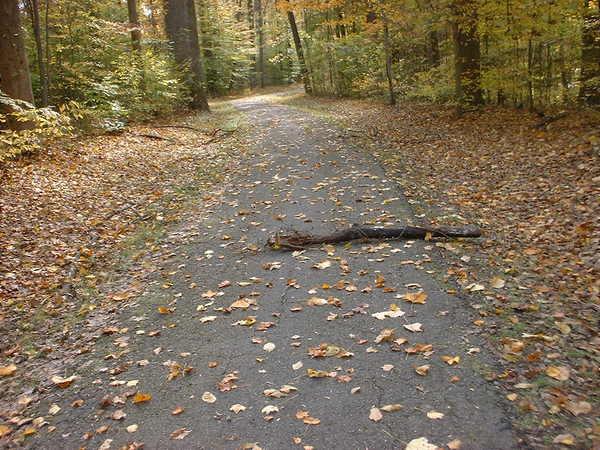 A peaceful forest path covered in fallen leaves, with a stick lying across the pavement. Surrounding trees display autumn foliage in shades of yellow and orange. Bluff Trail mountain bike trail.