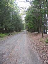 A gravel road winding through a forested area, flanked by trees on both sides and a mix of green foliage and fallen leaves on the ground. Roaring Creek Watershed mountain bike trail.