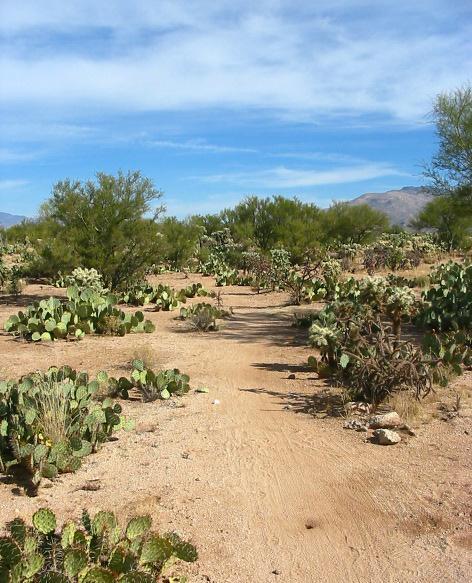 A dry desert landscape featuring a sandy path winding through a variety of cacti and shrubs, with mountains visible in the background under a partly cloudy blue sky. Fantasy Island mountain bike trail.