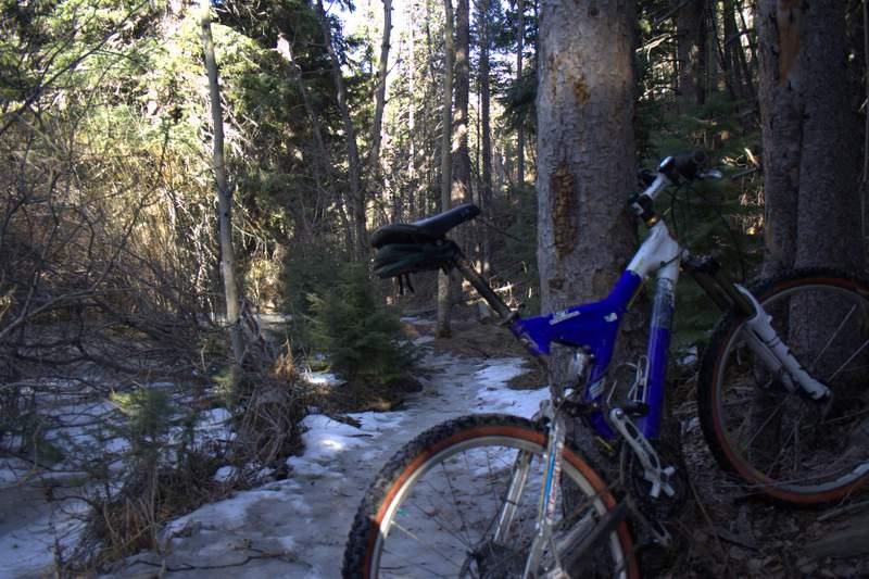 A blue and white mountain bike leans against a tree in a wooded area, with a narrow, partially snowy trail visible in the background. Sunlight filters through the trees, illuminating the surrounding foliage and creating a serene outdoor scene. Golden Gate Canyon State Park mountain bike trail.