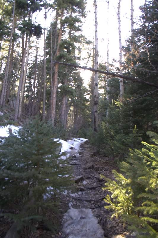 A narrow dirt path winds through a forest, surrounded by tall trees. Snow can be seen on the ground along the trail, with patches of green foliage from small coniferous plants on either side. The sunlight filters through the trees, creating a serene and tranquil atmosphere. Golden Gate Canyon State Park mountain bike trail.