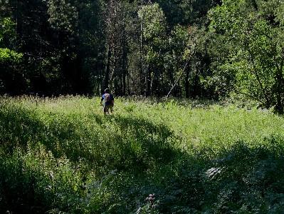 A person walking through a lush, green field surrounded by trees, with sunlight filtering through the foliage, creating a serene outdoor scene. Indian Creek Loop mountain bike trail.