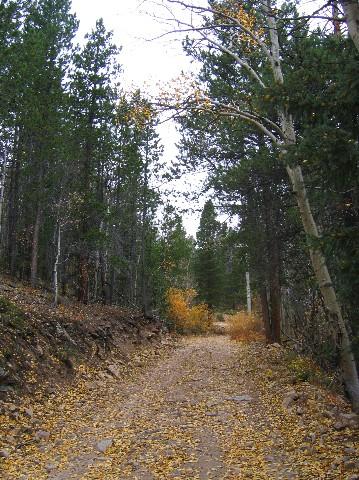 A winding dirt path surrounded by tall green pine trees, with patches of yellow and orange foliage scattered along the ground and on the trees. The scene conveys a serene forest atmosphere, typical of autumn. Golden Gate Canyon State Park mountain bike trail.
