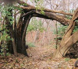 A wooded path featuring an arch made from intertwined trees, surrounded by fallen leaves and greenery, leading into a forested area. Dehn's mountain bike trail.