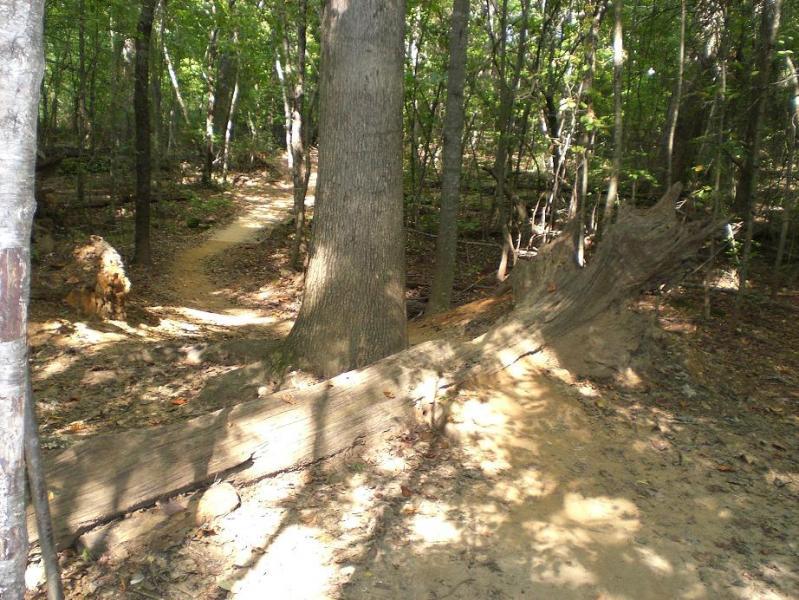 A peaceful forest scene featuring a winding dirt path surrounded by tall trees. A large tree stands prominently, with a fallen log crossing the path, while sunlight filters through the leaves, creating a dappled light effect on the ground. Colonel Francis Beatty Park mountain bike trail.