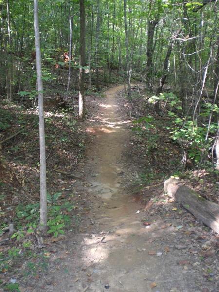 A winding dirt path through a lush forest, surrounded by green trees and underbrush, leading deeper into the woodland. Sunlight filters through the leaves, illuminating sections of the trail. Colonel Francis Beatty Park mountain bike trail.