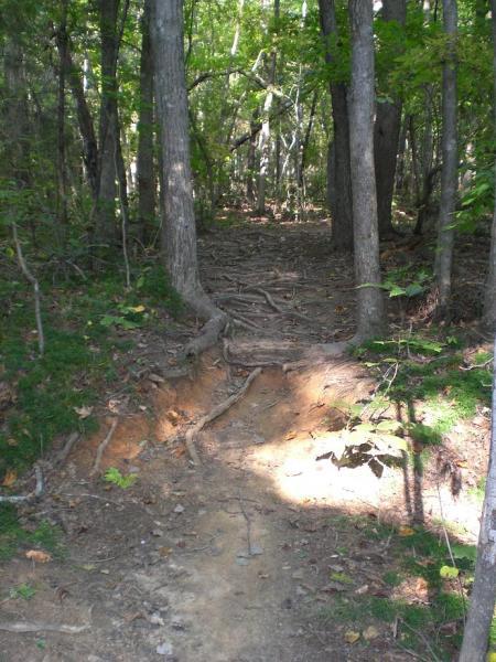 A dirt hiking path leading through a forest, with visible tree roots and surrounding greenery. The trail appears uneven and is bordered by tall trees, suggesting a natural and serene environment. Colonel Francis Beatty Park mountain bike trail.