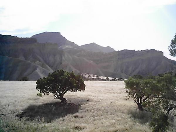 A scenic landscape featuring two shrubs in the foreground, with rugged hills and mountains in the background. The scene is illuminated by bright sunlight, highlighting the textured terrain and gentle slopes. The grassy field appears sparse, adding to the natural beauty of the environment. Zippety Do Dah mountain bike trail.