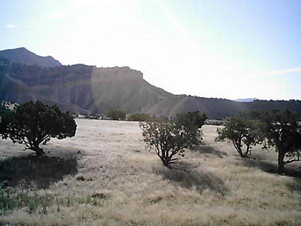 A scenic landscape featuring rolling hills and mountains in the background under a clear sky. In the foreground, there are several low shrubs or small trees growing among a grassy field. The lighting suggests a sunny day, casting soft shadows on the ground. Zippety Do Dah mountain bike trail.