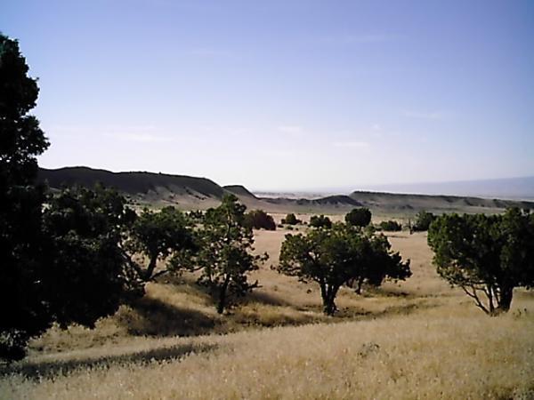 A scenic landscape featuring rolling hills and a clear blue sky. Sparse trees dot the grassy terrain, with a gentle slope in the background leading to more hills. The scene conveys a sense of calm and natural beauty. Zippety Do Dah mountain bike trail.