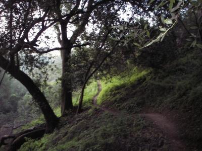 A winding dirt path through a lush green landscape, surrounded by trees. The scene is tranquil, with dappled light filtering through the foliage, creating a serene atmosphere in nature. Water Dog Lake Park mountain bike trail.