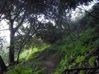 A serene forest scene featuring a winding dirt path surrounded by lush green foliage and trees, creating a peaceful and natural atmosphere. Soft light filters through the leaves, enhancing the tranquility of the setting. Water Dog Lake Park mountain bike trail.