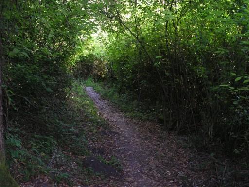 A narrow dirt path leading through a lush green forest, bordered by dense vegetation and trees, with dappled sunlight filtering through the leaves above. De Laveaga mountain bike trail.