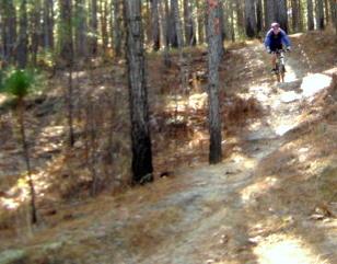 A cyclist riding a mountain bike on a dirt trail in a forested area, surrounded by tall pine trees and dry foliage. Bill Heffner Elementary School mountain bike trail.