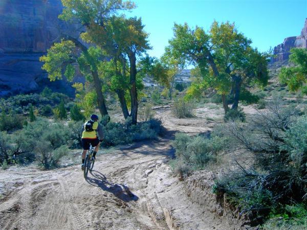A person riding a mountain bike along a sandy trail surrounded by green trees and desert vegetation on a clear, sunny day. Monitor &amp; Merrimac/Courthouse Pasture mountain bike trail.
