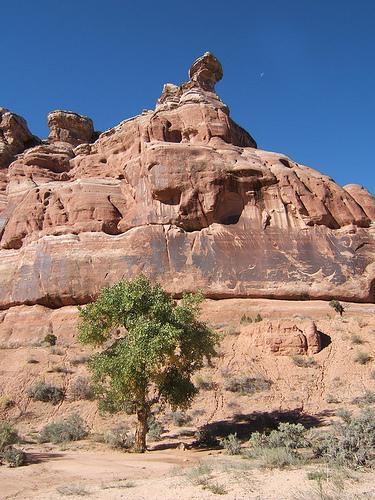 A tall, rocky formation rises against a clear blue sky, featuring distinct layers of red sandstone with a prominent rock balancing on top. In the foreground, a single green tree stands amidst the arid landscape, surrounded by sparse vegetation and dry ground. Monitor &amp; Merrimac/Courthouse Pasture mountain bike trail.