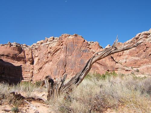 A twisted, barren tree stands in the foreground of a vibrant landscape featuring towering red rock formations under a clear blue sky. Sparse vegetation is visible in the sandy terrain. Monitor &amp; Merrimac/Courthouse Pasture mountain bike trail.