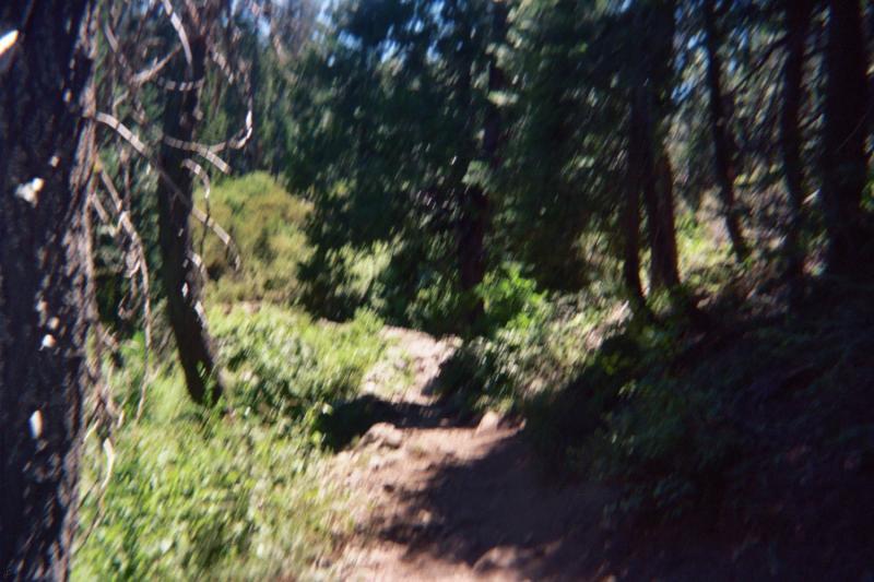 A winding dirt trail surrounded by tall trees and greenery, leading through a forested area. The path is partially shaded by the trees, with sunlight filtering through the leaves. Downieville Downhill mountain bike trail.
