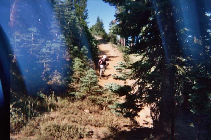 A person hiking along a dirt trail surrounded by tall green trees and shrubs under a clear blue sky. Downieville Downhill mountain bike trail.