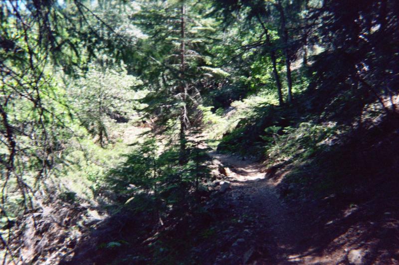 A narrow dirt trail winding through a lush forest, surrounded by tall trees and dense greenery, with sunlight filtering through the leaves. Downieville Downhill mountain bike trail.