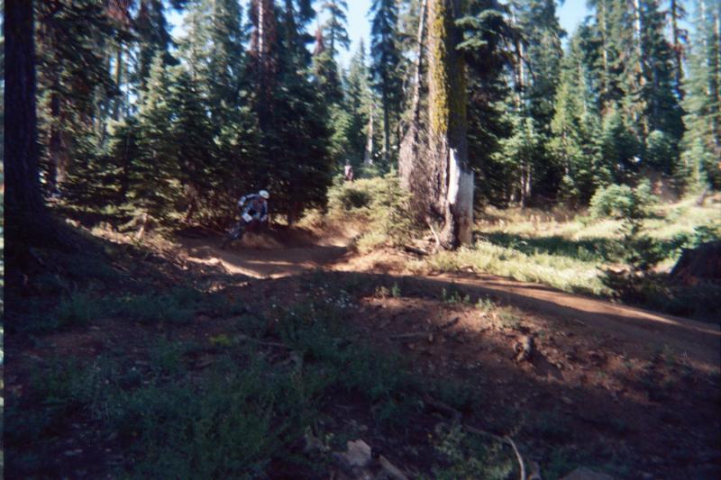 A cyclist navigating a winding dirt path through a dense forest of tall trees and lush greenery on a sunny day. Downieville Downhill mountain bike trail.