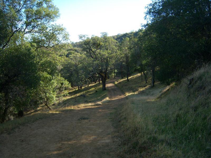 A winding dirt path surrounded by lush greenery, trees, and gentle hills under a clear blue sky. The path leads into a serene woodland area, inviting exploration and showcasing the natural beauty of the landscape. Morgan Territory mountain bike trail.