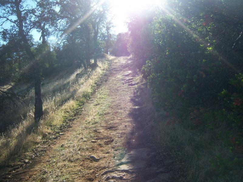 A sunlit pathway winding through a grassy area, flanked by trees and shrubs. The trail slopes upwards, with patches of light and shadow creating a tranquil outdoor atmosphere. Morgan Territory mountain bike trail.