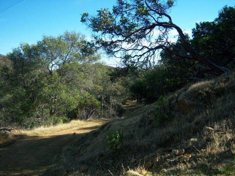 A winding dirt path through a forested area, surrounded by lush green trees and dry grass under a clear blue sky. The scene captures the tranquility of nature, with sunlight filtering through the branches. Morgan Territory mountain bike trail.