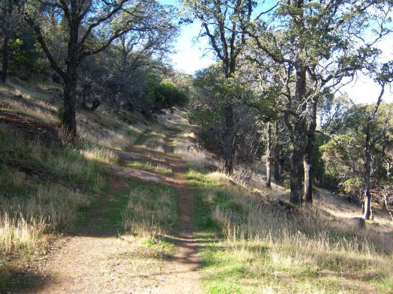 A dirt path winding through a grassy area surrounded by trees in a forest setting, with sunlight filtering through the leaves. Morgan Territory mountain bike trail.