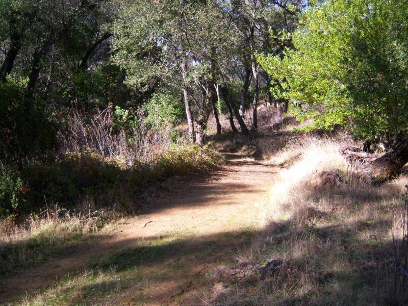 A dirt path winding through a wooded area, surrounded by trees and shrubs. Sunlight filters through the leaves, casting dappled light on the ground. Grassy areas flank the path, giving a sense of tranquility in nature. Morgan Territory mountain bike trail.