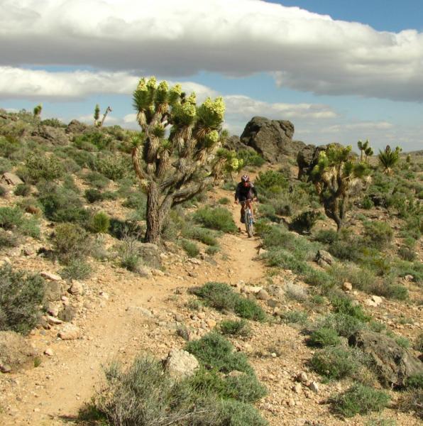 A mountain biker riding along a dirt trail in a desert landscape, surrounded by Joshua trees and rocky terrain under a partly cloudy sky. Blue Diamond mountain bike trail.