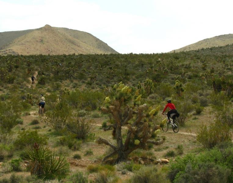 A group of cyclists traverses a rugged, desert landscape dotted with shrubs and small trees, with mountains rising in the distance under a cloudy sky. One cyclist, wearing a red jacket, rides on a dirt path, while others can be seen further ahead. Blue Diamond mountain bike trail.