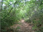 A narrow dirt path winding through a lush green forest, bordered by dense bushes and trees. Sunlight filters through the foliage, creating a serene and natural atmosphere. The ground is covered with scattered leaves and small stones. Rocky Point mountain bike trail.