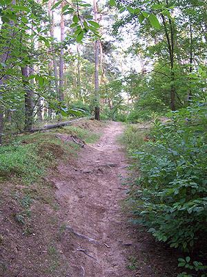 A winding dirt path leading through a lush forest, surrounded by tall trees and greenery. Sunlight filters through the leaves, creating a serene and inviting atmosphere. Kafertal Wald mountain bike trail.