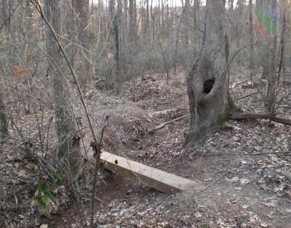 A wooded area featuring a dirt path winding through trees, with a fallen log bridge crossing a small ditch. The ground is covered in dried leaves, and a tree with a hollow in its trunk stands nearby, surrounded by sparse vegetation. Fisher Farm Park mountain bike trail.