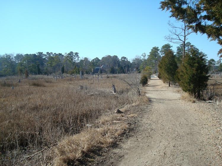 A dirt path winds through a grassy marshland, surrounded by sparse trees and dead tree stumps. In the distance, a small building is partially visible among the trees under a clear blue sky. First Landing State Park mountain bike trail.