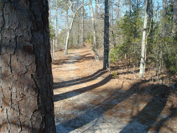 A dirt path winding through a wooded area, flanked by tall trees and scattered pine needles on the ground. The image captures the natural scenery on a clear day, with sunlight filtering through the branches, creating a tranquil atmosphere. First Landing State Park mountain bike trail.